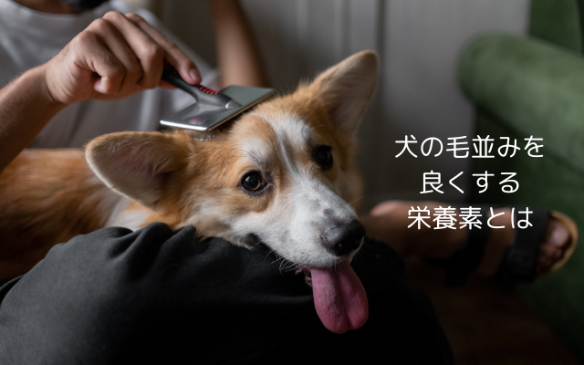 犬の毛並みを良くするドッグフードとは